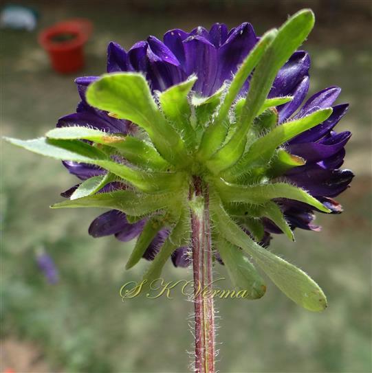  Capitulum with involucre